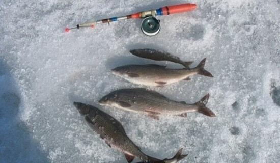 Хариус зимой ловля