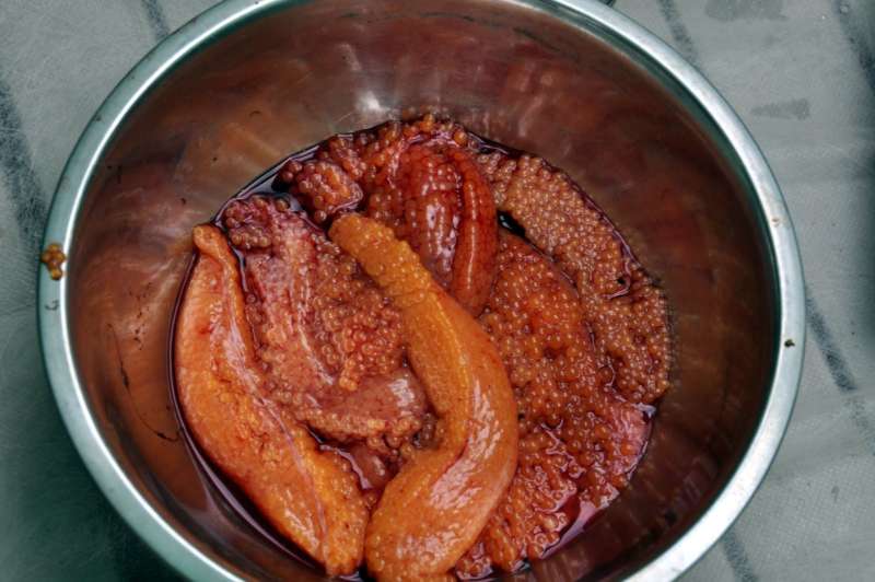 икра рыбы кунджа фото