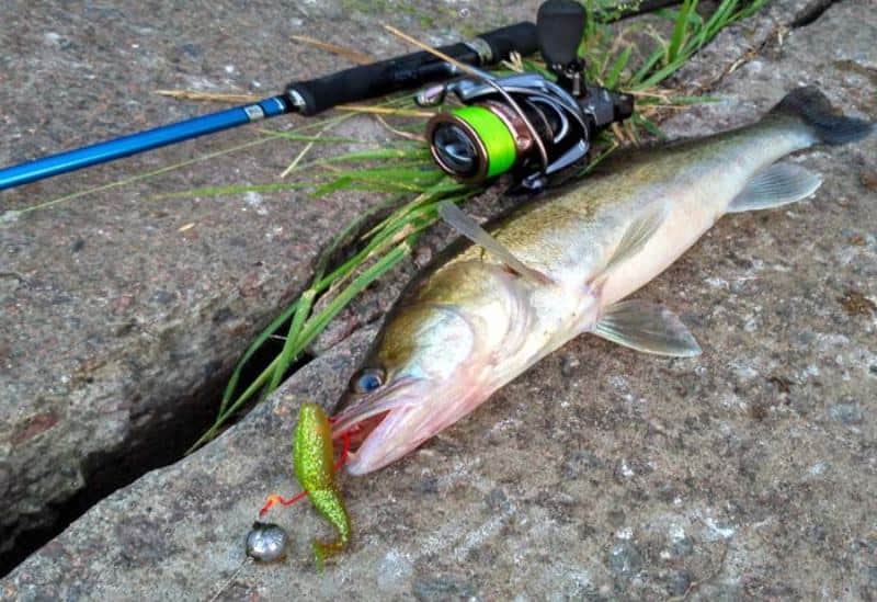 Спиннинг на судака выбор лучшей модели