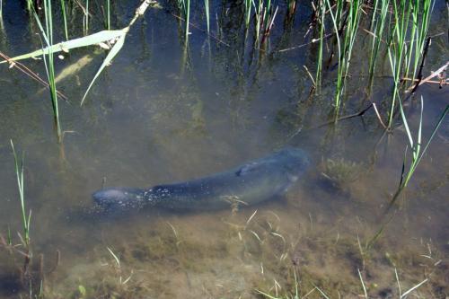 Ловля сома на донку: выбираем удилище, оснастку, наживки