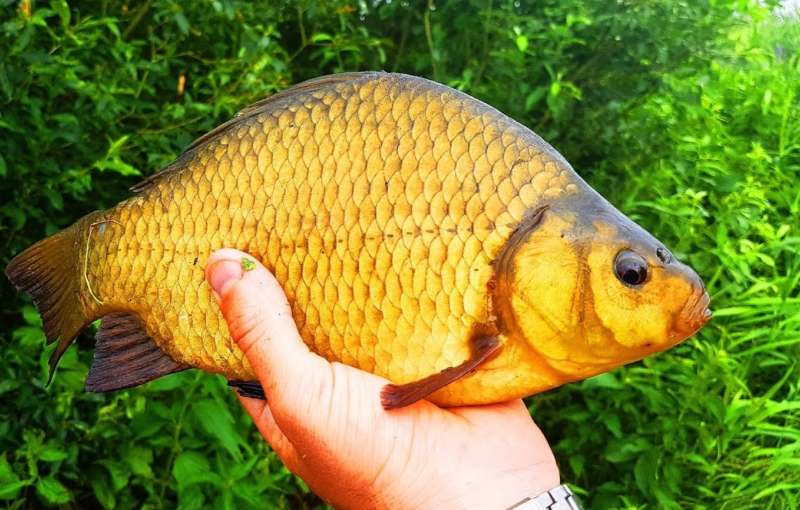 Красный карась