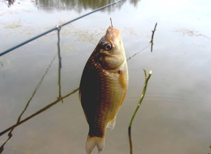 Ловля карася