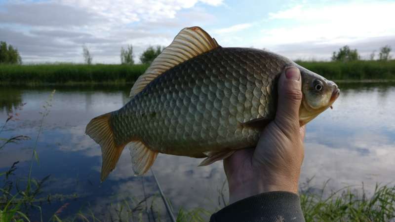 Карась пойманный в октябре