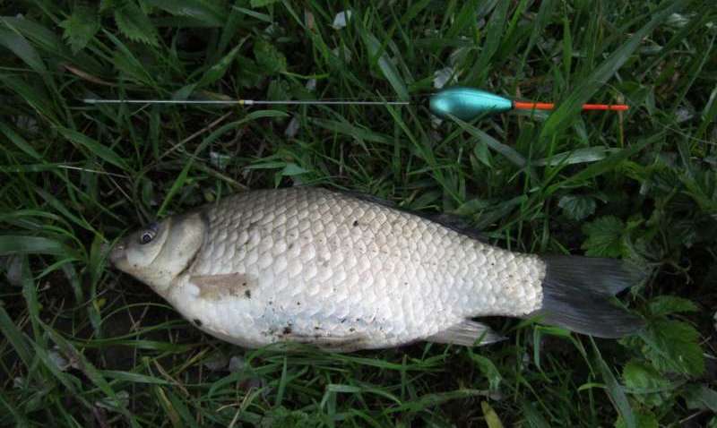 карась пойманный на поплавочную удочку