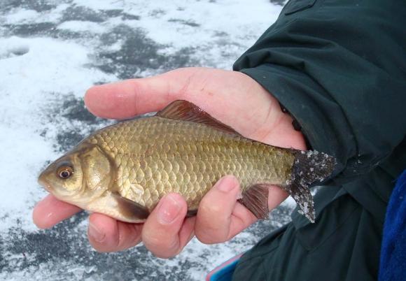 Карась, пойманный зимой