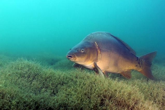 Карп под водой у дна