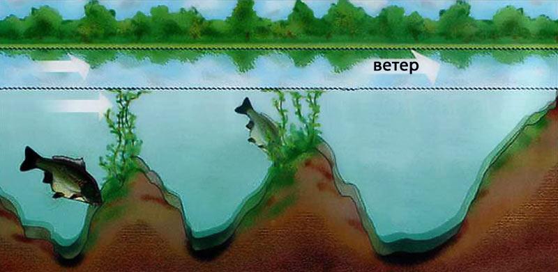 Поведение карпа под водой