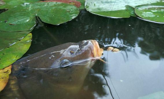 Голова карпа