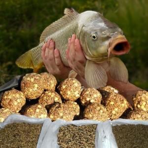 Карп и прикормка