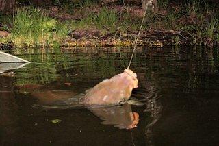 Ловля карпа ночью