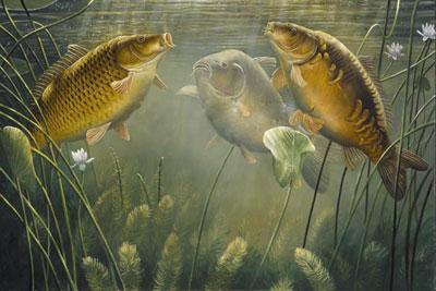 Поведение карпа под водой