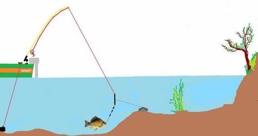 Ловля карпа на фидер: выбор удилища, оснастки, приманки и места ловли