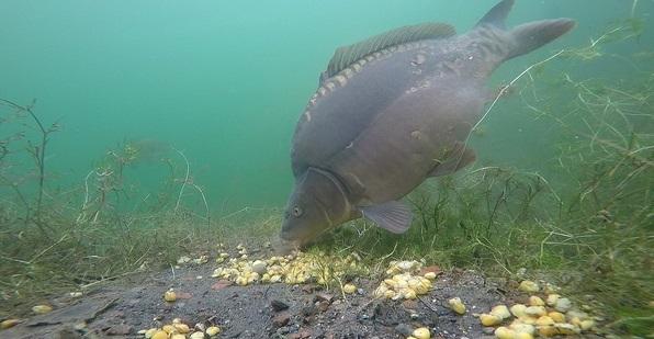 Карп под водой