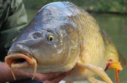 Карп вблизи