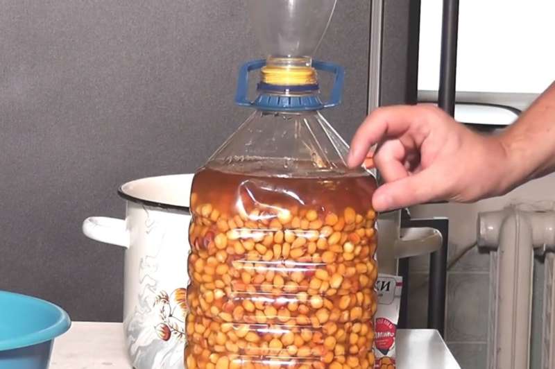 Кукуруза ферментация