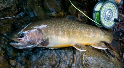 Кунджа что за рыба фото