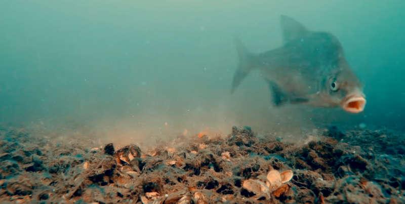 Лещ под водой ловля на кольцо