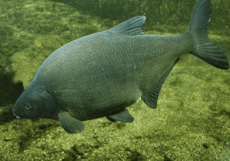 Лещ под водой