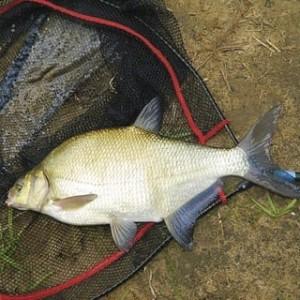 Лещ в подсаке