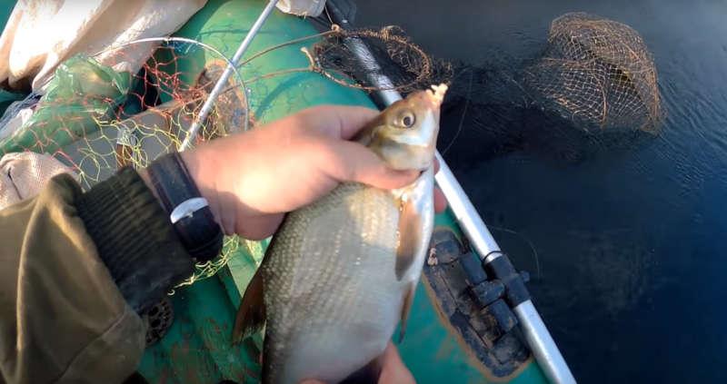 Лещ пойманный на кольцо