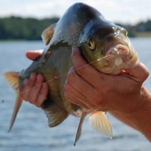 Крупный лещ в руках рыбака