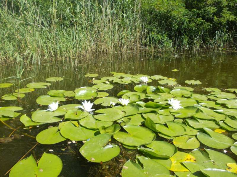 Ловля карася на поплавочную удочку в октябре