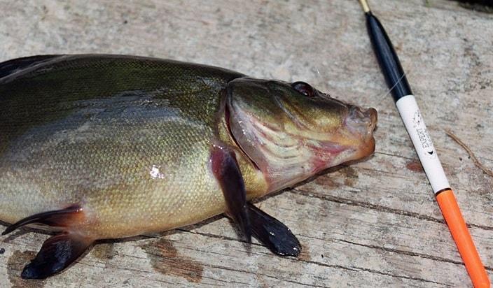 Поплавок линя