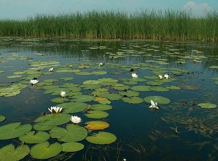 Где обитает линь