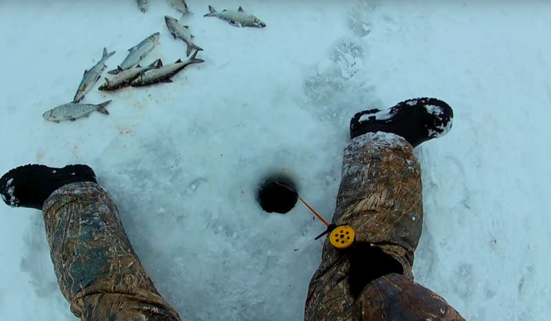 Ловля пеляди зимой