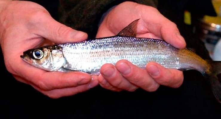 Что за рыба ряпушка– фото, рецепты, где водится, рыбалка