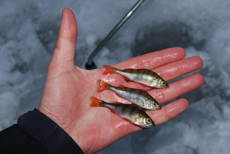 Мелкий окунь