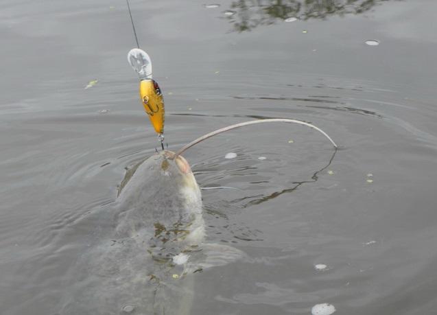 Ловля сома в стоячей воде