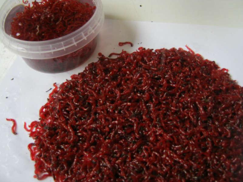 Мотыль в баночке