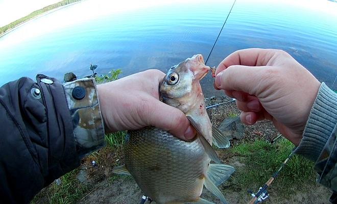 Плотва пойманная на фидер