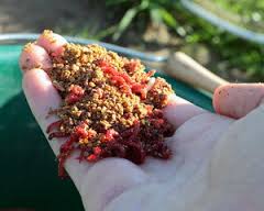 Наживка на леща, фидер