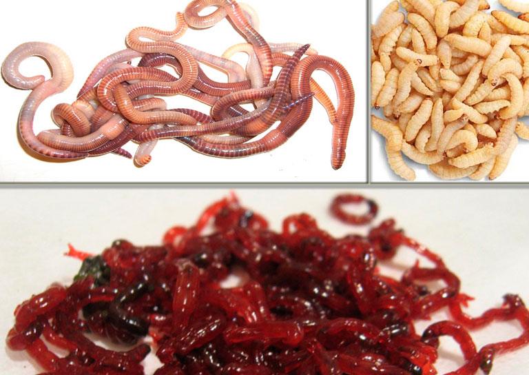 Наживка для ловли карася