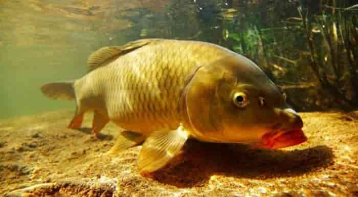 Штраф за ловлю в нерестовый запрет