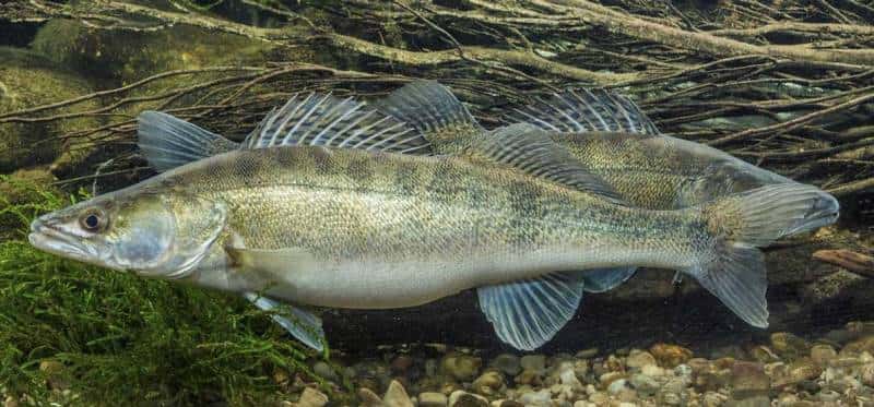 Берш и судак отличия на фото