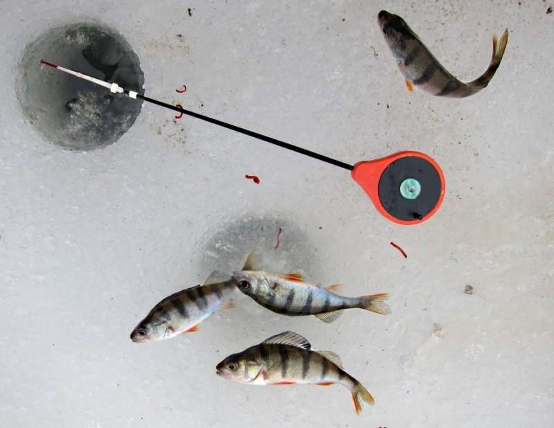 Окуни и мотыль на льду