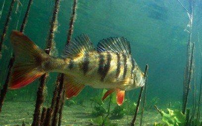 Окунь летом