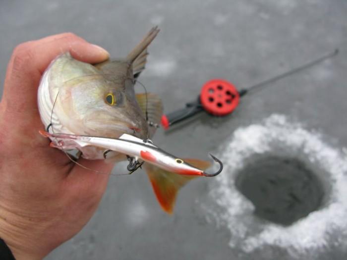 Окунь, пойманный зимой на балансир