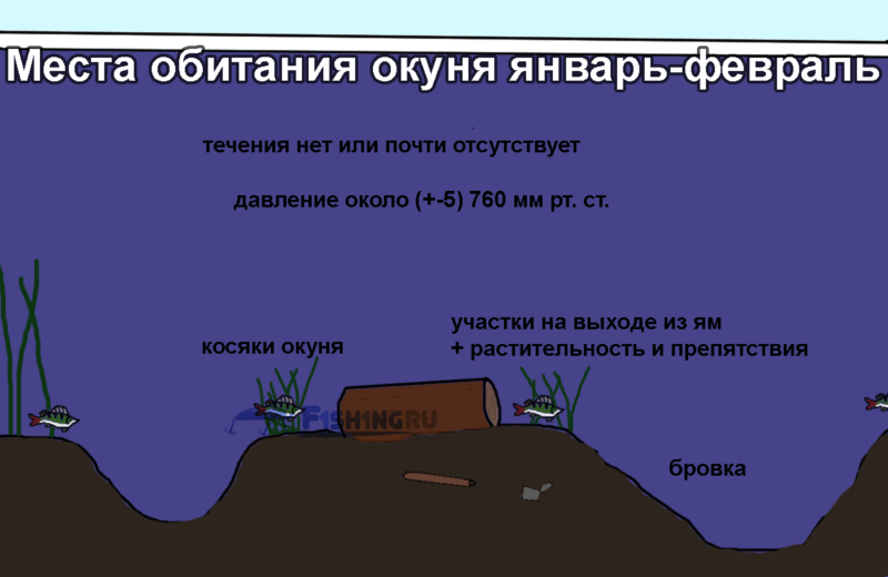 Поведение окуня зимой в январе и феврале под водой, места обитания