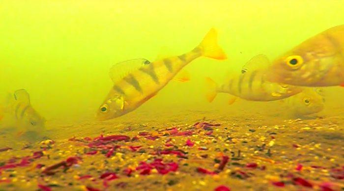 Прикармливание окуня мотылем