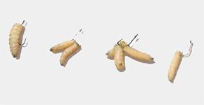 Опарыш - классическая летняя и весенняя наживка на леща