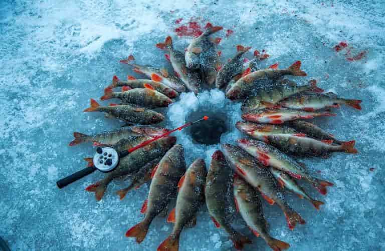 Прогноз клева на Шакше - озера Шакша клев