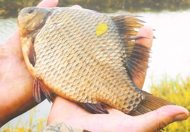 Карась осенью