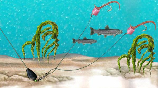 Схема донной ловли на пасту