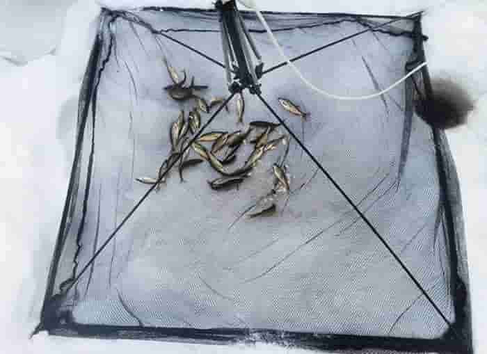 Штраф за ловлю пауком