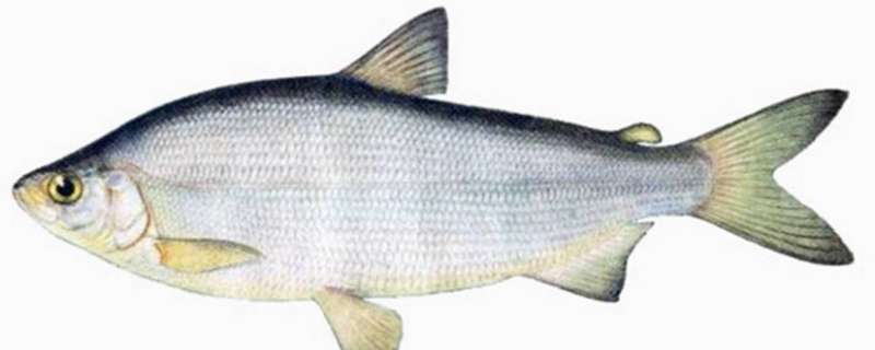 пелядь что за рыба
