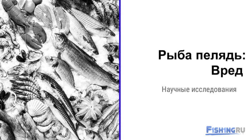 Вред рыбы пелядь